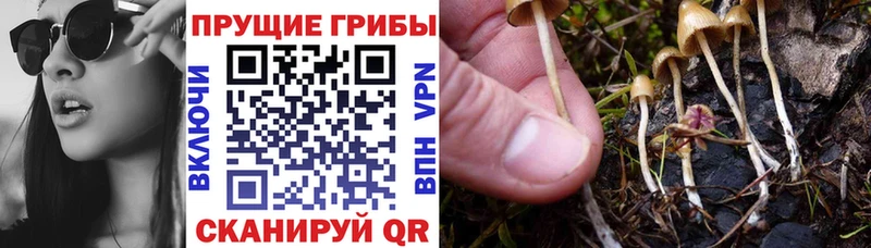закладки  Знаменск  Галлюциногенные грибы ЛСД 
